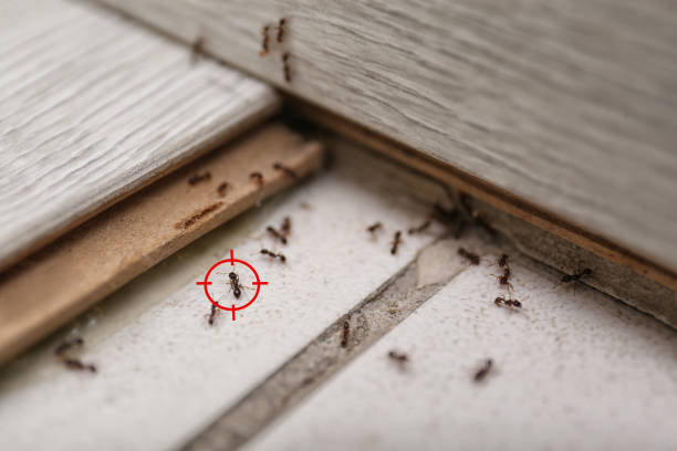 Best Pest Control for Businesses  in Stanaford, WV