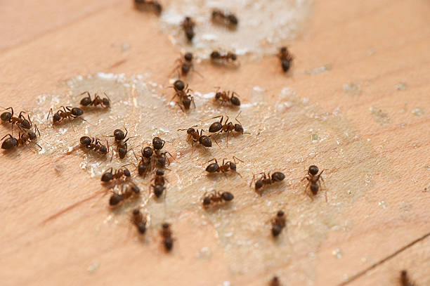 Best Pest Prevention Services  in Stanaford, WV